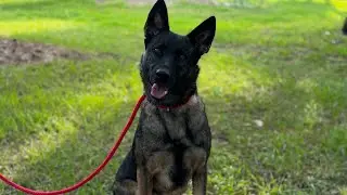 BELGIAN MALINOIS /GERMAN SHEPHERD | LADY | SERVICE DOG TRAINING | TASK TRAIN | DEEP PRESSURE THERAPY