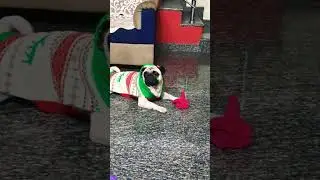 #pug #funny #youtubeus #trending #shorts #rocky #video