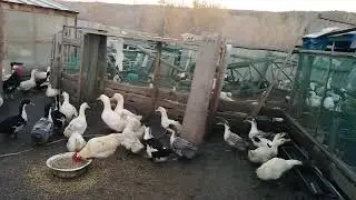 Вечер, кормление, убиру в ночь утку и бройлера.