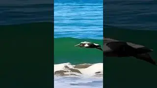 Graceful pelican Flight Over the Majestic Blue Pacific Ocean #short #PacificOceanViews