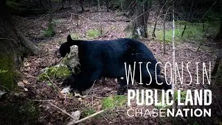 2022 Public Land Opening Day Black Bear in Wisconsin