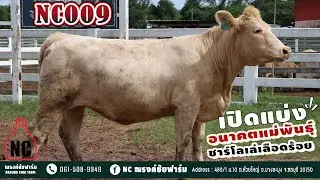 เปิดแบ่งอนาคตแม่พันธุ์ ชาร์โลเล่เลือดร้อย NC009