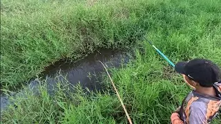 Pegamos 5 espécies diferentes de peixe em tão pouca água  muito peixe neste  lugar 