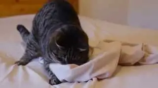 Banfield Pet Hospital Ask a Vet - Why Do Cats Pounce?