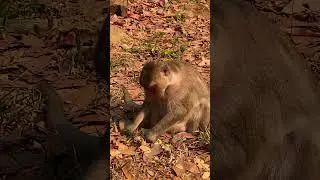 so cute baby monkey With mom monkey lovely baby #shortvideo