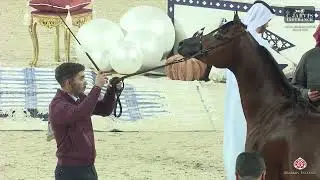 N.207 ISHRAF AL BAHYA - Athal Arabian Horse Show 2026 - Senior Stallions (Class 6)