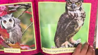 Book Buddies Reading Owls- The Animals in My Backyard