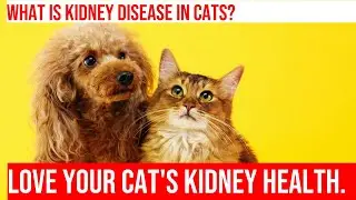 Caring for a Cat with Kidney Disease: Tips & Advice