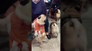Pug MeetUp Riverside Pub