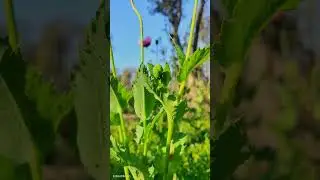 Pink poppies #shortvideo #4k #natureshort #green #shots #pinkpanther #exploredir #autumnseason