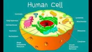 INTRODUCTION TO CELL AND CELL THEORY