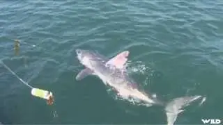 Fishing For Porbeagle Shark