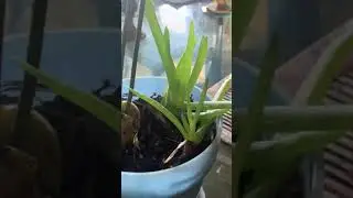 Poliembronia en aguacates / did you ever hear about POLYEMBRYONY in plants ?