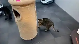 Intussen in het Kattenpension .......