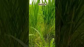 Naipear joint king Taiwan #goat #sale #animals