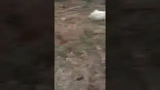 Watch Video As Over 30 Cows Mysteriously Die In Ondo State