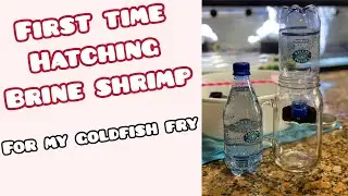 DIY Baby brine shrimp hatchery + storage + feeding