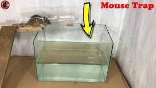 Water Bottle Mouse/rat Trap/How to make Mouse Trap Homemade/Automatic saving Rat/Rat Reject