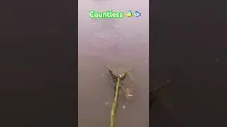 Barehand fishing #ytshorts #trending