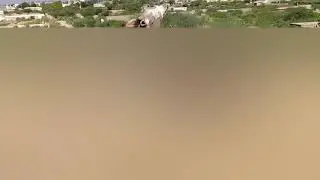 Two Donkeys going to jungle 
