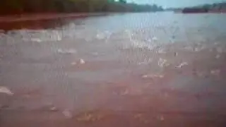 FLYING FISH JUMPING RIGHT IN BOAT