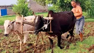 Land ploughing with bulls | Bull powered plough | Traditional and old punjab village lifestyle