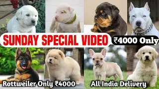 Cheapest Price Puppies Market in Delhi | Black Labrador | Beagle | Husky | Retriever | Dog Market 