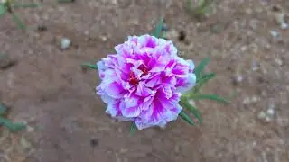Portulaca grandiflora 10 O'Clock flower
