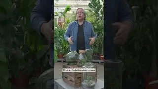 Comment entretenir son terrarium ? - Truffaut
