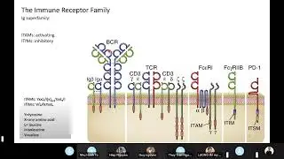Immuno_seminar 12: Immune Receptors and Signal Transduction