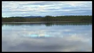 Birds Singing on the Lakeshore Forest, Water & Wind Sounds - Relaxing Nature Sounds