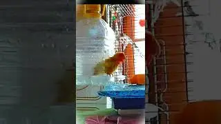 tre pappagalli inseparabili fanno bagno. three parrots inseparable taking a bath.