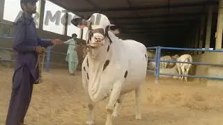 Beautiful Heavy Bull || Sakran Cattle Farm || Bakra Eid 2018