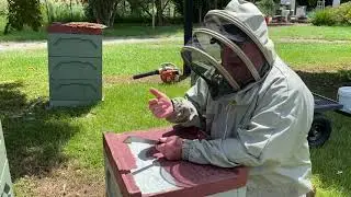🐝 Shaking out a hopelessly queenless hive.  Orara Valley Honey .  January 29, 2022.