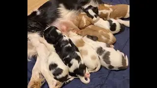Cavalier Puppies Live: Tuesday Spotlight - Daisy's Pups