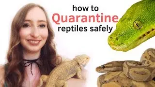 HOW TO QUARANTINE REPTILES SAFELY