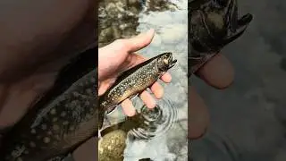 New York Native Brook Trout #catchandrelease #mountainstreams #brooktrout #troutfishing  #gloomis