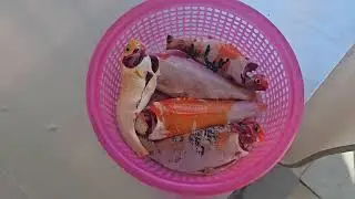 Fish for cooking #primitive #shorts #life #lifestyle lifes