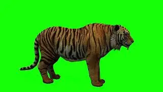 Free Green Screen Video Download Tiger [4K]