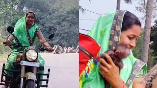 This woman comes to the bullet and gives them foods and also gives happiness to this langoor flocks