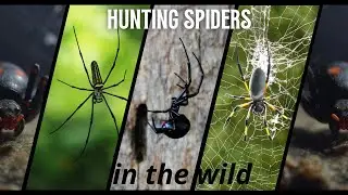 SECRETS OF SPIDER HUNTING!!! Spider hunting techniques and strategies