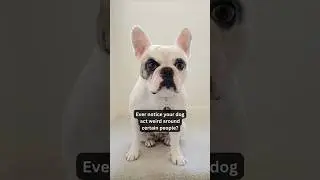 Can Dogs Sense Bad Energy 🐾⚡️ You&rsquo;ll Be Surprised What They Feel!