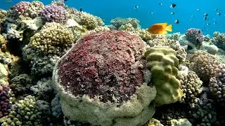 Red organ pipe coral (Tubipora musica), Красный органный коралл, Тубипора музыка