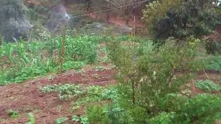 Organic Farming at HuyEco Coffee Farm &ndash; Growing Sustainability