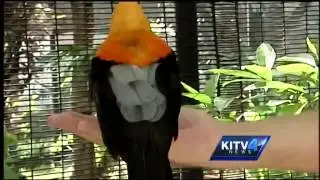 Going Wild: Andean cock-of-the-rock