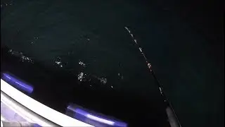 Shark Fishing on the Orlando Princess