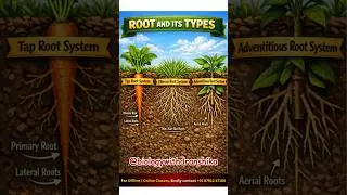 ROOT AND ITS TYPES🌱 #roots #types #plantanatomy #botanybasics #rootsystem #botanylovers #biology