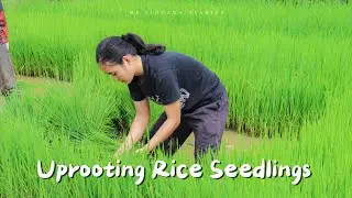 Planting Season in the Province | Uprooting Rice Seedlings the Traditional Way