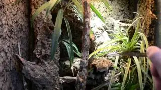 Anolis sagrei behavior