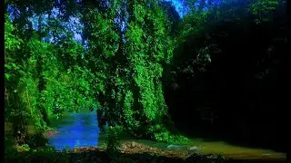 Serene River Ambience ASMR Nature Sounds White Noise for Deep Relaxation